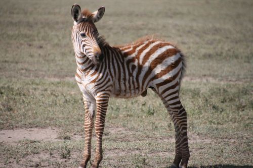 Zebra, Zebron, Afrika, Tanzanija, Savana, Krūmas