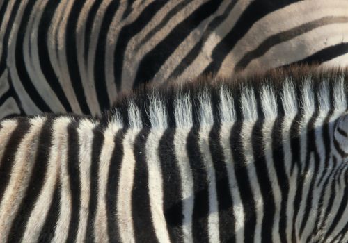 Zebra, Juostelės, Juoda Ir Balta, Afrika, Gyvūnai, Dryžuotas, Namibija