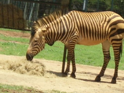 Zebra,  Zoologijos Sodas,  Afrikietis & Nbsp,  Gyvūnas,  Zebra