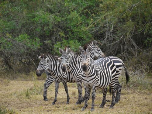 Zebra, Uganda, Afrika, Arkliai, Laukiniai Gyvūnai, Safari, Zebras, Dykuma, Juostelės, Dryžuotas, Modelis, Flock, Lygumos Zebra, Stepė, Juoda Ir Balta, Savana