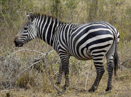Zebra, Afrika, Uganda, Juostelės, Laukinis Gyvūnas, Laukinė Gamta, Safari, Gyvūnas, Nacionalinis Parkas, Dryžuotas, Dykuma, Stepė, Lygumos Zebra, Laisvas, Laisvė, Savana