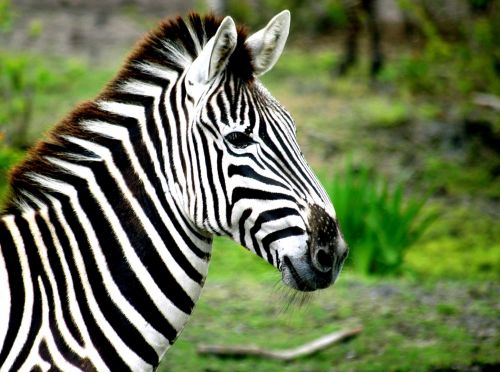 Zebra,  Juoda,  Balta,  Juostelės,  Laukinė Gamta,  Afrika,  Safari,  Gamta,  Kruger,  Zoologijos Sodas,  Laukinės Gamtos & Nbsp,  Rezervas,  Zebra