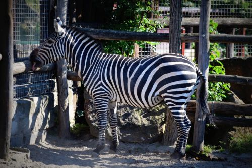 Zebra, Dryžuotas, Zoologijos Sodas