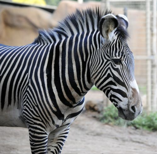 Zebra,  Zoologijos Sodas,  Juoda & Nbsp,  Balta,  Juostelės,  Modelis,  Gyvūnas,  San & Nbsp,  Diego,  Kalifornija,  Žinduolis,  Zebra