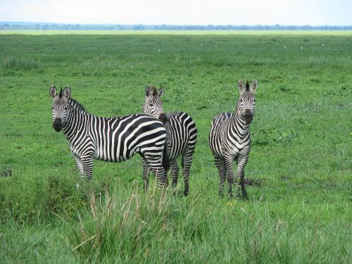 Zebra, Laukiniai, Tanzanija, Afrika, Safari