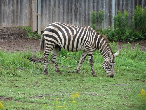 Zebra, Zoologijos Sodas, Afrikiečių Gyvūnai