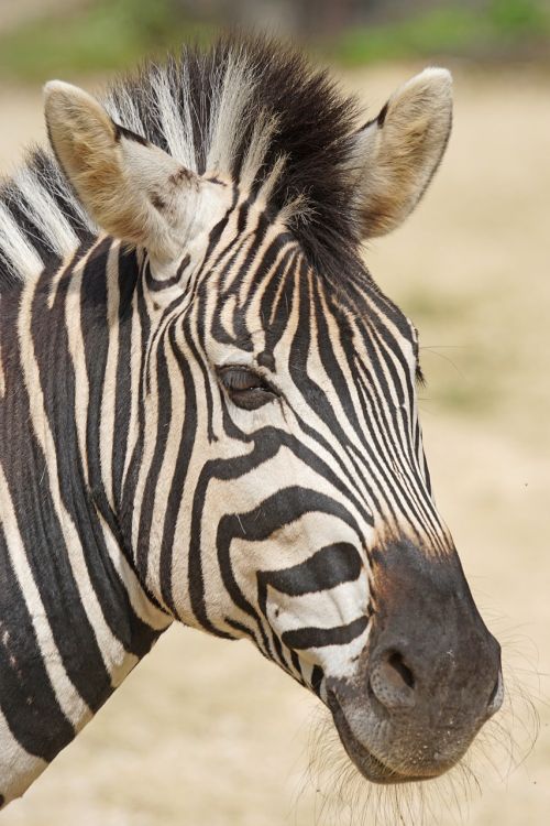 Zebra, Chapmanas Burchello Zebra, Kaip Arklys, Perisodactyla, Portretas, Laukinės Gamtos Fotografija, Equus Quagga Chapmani