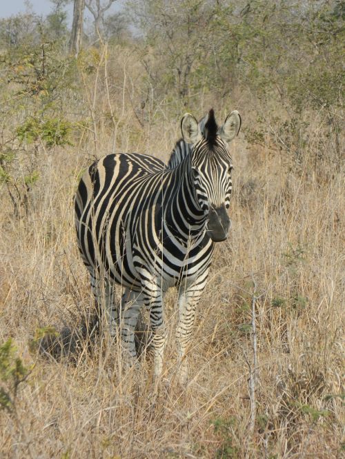 Zebra, Pietų Afrika, Laukinis Gyvenimas, Savana, Dryžuotas Kailis, Žinduolis, Gyvūnas