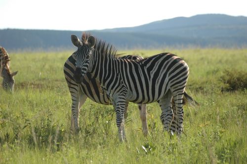 Zebra, Svazilandas, Pietų Afrika