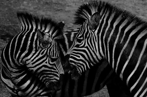 Zebra, Juoda Ir Balta, Laukinė Gamta, Gyvūnas