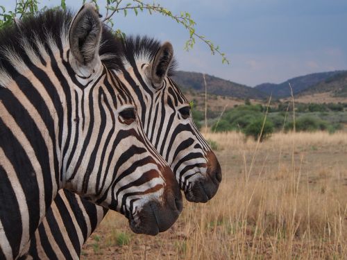 Zebra, Nacionalinis Parkas, Safari, Pietų Afrika, Gyvūnų Pasaulis, Gauteng, Pilanesbergas, Dykuma, Afrika, Laukinės Gamtos Fotografija, Gamta