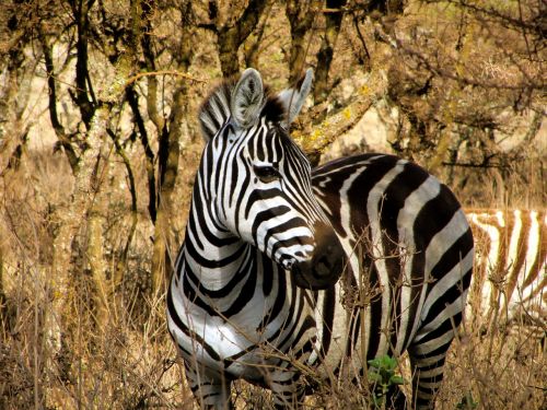 Zebra, Didingas, Laukinė Gamta, Balta, Juostelės, Juoda, Afrika, Portretas, Safari, Žolėdis, Budrus, Pažeidžiamas, Parkas, Tanzanija, Savana, Flora, Fauna, Akis, Elegantiškas, Gamta, Buveinė