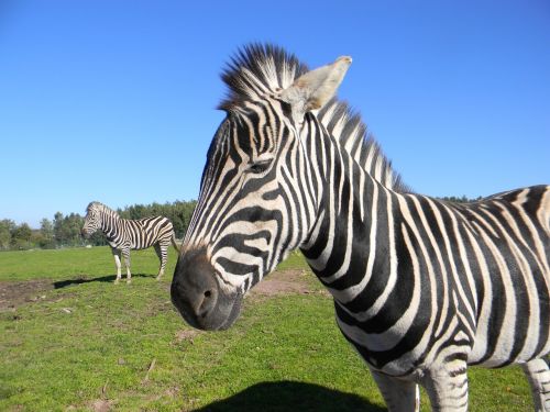 Zebra, Juostelės, Zoologijos Sodas
