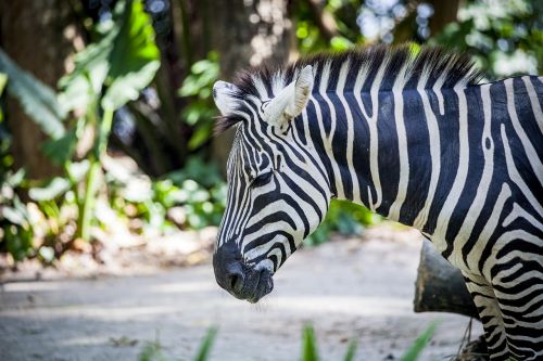 Zebra, Grevy, Juodos Ir Baltos Juostelės, Afrika, Zebra Juostelės