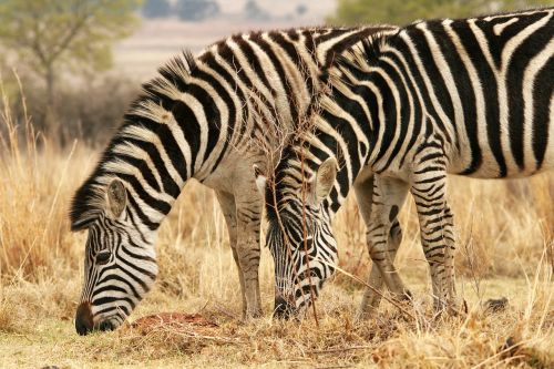 Zebra, Gyvūnas, Žinduolis, Žaidimas, Laukinė Gamta, Gamta, Žolė, Veld, Afrika