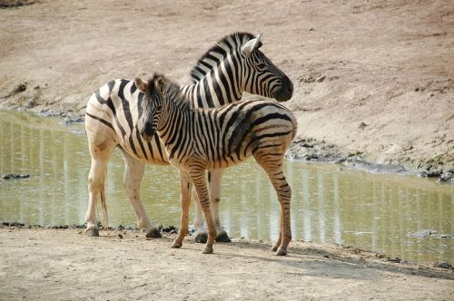 Zebra, B, Juoda Balta, Zoologijos Sodas, Zebras, Afrika