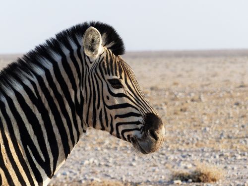 Zebra, Pėsčiųjų Perėja, Afrika, Uždaryti, Juodos Ir Baltos Juostelės, Zebra Juostelės, Safari, Juostelės, Nacionalinis Parkas, Laukinis Gyvūnas, Piešimas, Dryžuotas, Juoda Ir Balta, Gamta, Etosha, Gyvūnas, Namibija, Laukiniai, Laukiniai Gyvi