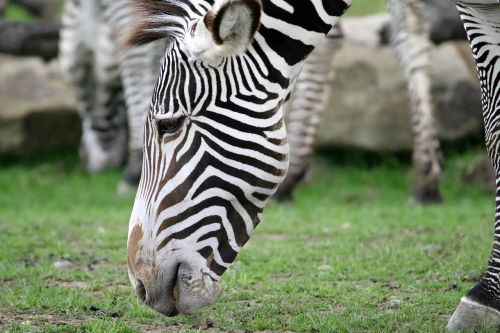 Zebra, Juostelės, Dryžuotas, Juoda, Balta, Portretas, Laukiniai, Gyvūnas, Safari, Gamta, Laukinė Gamta, Afrika