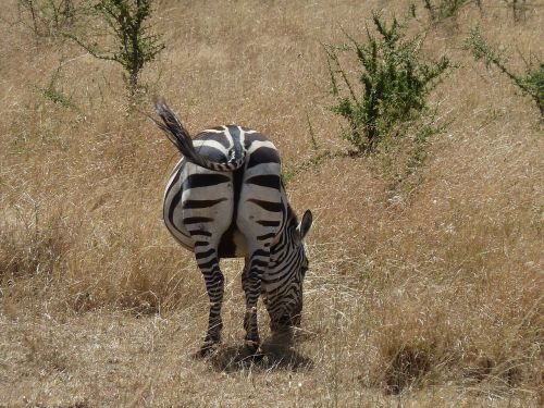 Zebra, Afrika, Laukinė Gamta, Zebra Juostelės, Juoda Balta, Gyvūnų Pasaulis, Laukiniai Gyvūnai