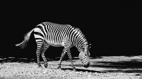 Zebra, Gyvūnas, Zoologijos Sodas, Pėsčiųjų Perėja, Gamta, Afrika, Juostelės, Juoda Ir Balta