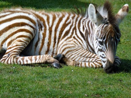 Zebra, Kūdikio Zebra, Dryžuotas, Laukinė Gamta, Balta, Juoda, Safari, Dykuma, Gyvūnas, Afrikos