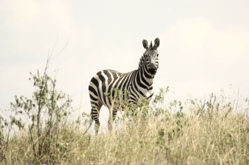 Zebra, Safari, Laukinė Gamta, Serengeti, Tanzanija, Kūdikio Zebra, Afrika, Gyvūnas, Žinduolis