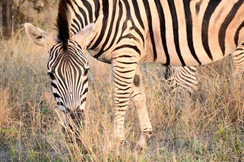 Zebra, Kruger Parkas Pietų Afrikoje, Modeliai, Gamta, Juostelės