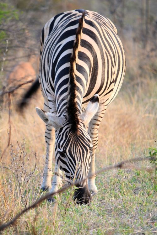 Zebra, Kruger Parkas Pietų Afrikoje, Juostelės, Gamta