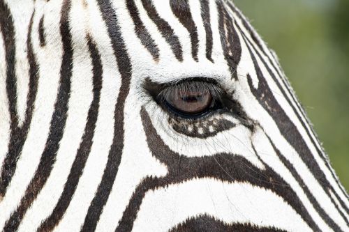 Zebra, Laukinis Gyvūnas, Laukinė Gamta, Namibija, Safari, Afrika, Gyvūnas, Gyvūnų Pasaulis, Laukiniai
