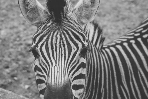 Zebra, Nelaisvė, Juoda Ir Balta, Juostelės, Laukinės Gamtos Fotografija, Tvora, Liūdnas, Užrakintas, Padaras, Nuotaika, Įkalintas, Vienišas
