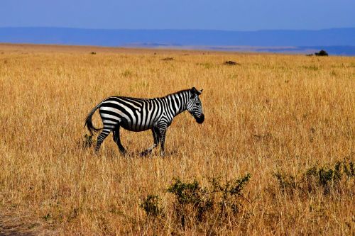 Zebra, Laukinė Gamta, Afrika, Tanzanija, Savana