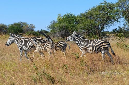 Zebra, Zebras, Laukiniai, Laukinis Gyvenimas, Gyvūnai, Zimbabvė, Afrika, Krūmas, Žolė, Šeima, Zebros Šeima, Laukinė Gamta, Kūdikio Zebra, Ganymas, Gyvūnų Pasaulis