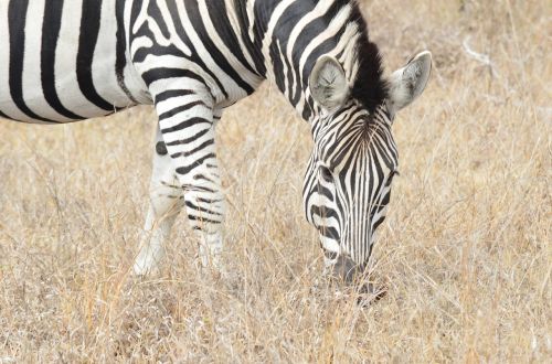 Zebra, Afrikos, Savanna, Pietų Afrika