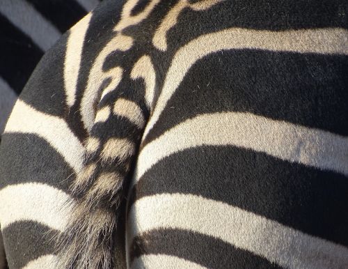 Zebra, Gyvūnas, Dryžuotas, Zoologijos Sodas, Laukiniai, Afrika
