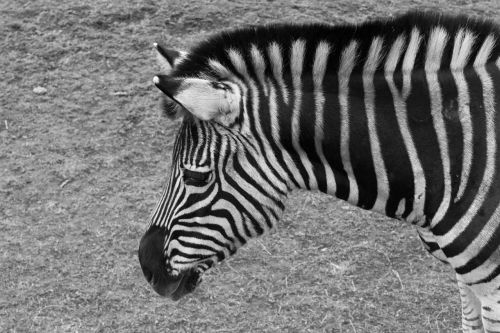 Zebra, Gyvūnas, Zoologijos Sodas, Fauna