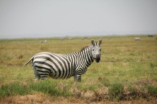 Zebra, Afrika, Dryžuotas, Safari, Afrikos, Gyvūnas, Laukinė Gamta, Laukiniai, Zoologija, Žinduolis, Rūšis, Dykuma, Aplinka, Lauke, Gamta