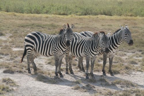 Zebra, Afria, Kenia, Safari, Zebras, Afrika, Juostelės, Laukiniai, Gyvūnai