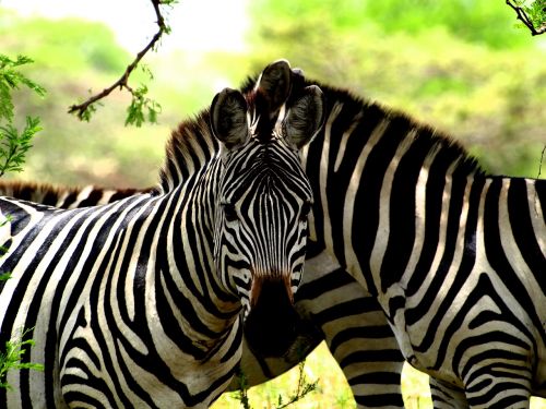 Zebra, Afrika, Safari