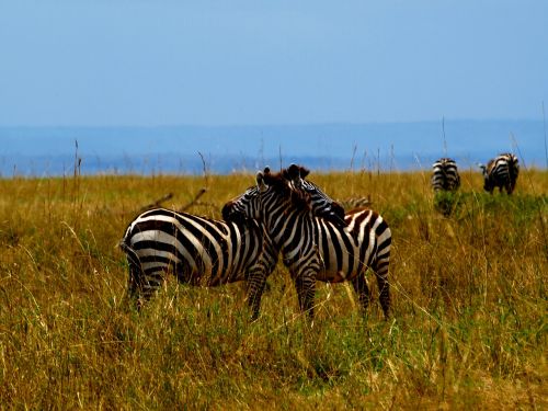 Zebra, Afrika, Safari
