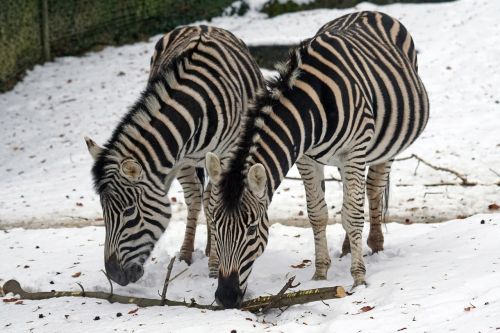 Zebra, Chapman Stepė Zebra, Perisodactyla, Kaip Arklys, Laukinės Gamtos Fotografija, Sniegas, Žiema, Šaltas