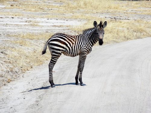 Zebra, Afrika, Safari, Laukinis Gyvūnas, Juoda Ir Balta