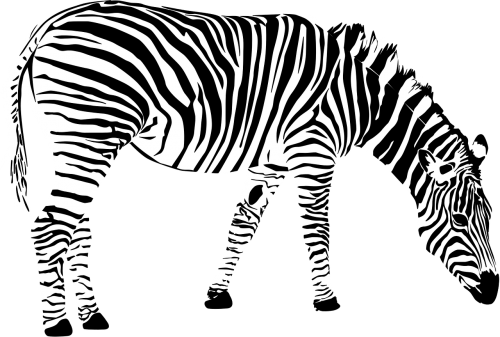 Zebra, Afrika, Gyvūnas, Juoda Ir Balta, Nemokama Vektorinė Grafika