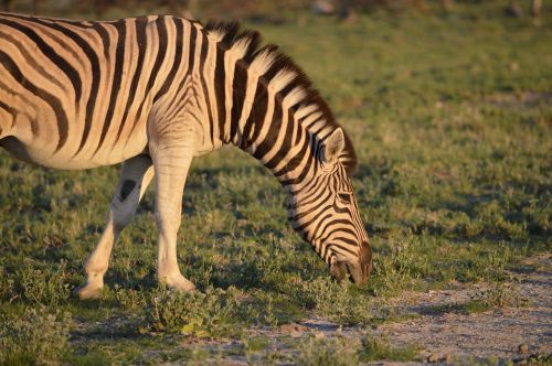 Zebra, Dryžuotas, Valgyti Zebra, Žalias, Laukinis Arklys, Gyvūnas, Afrika, Juoda Balta, Nacionalinis Parkas, Etosha