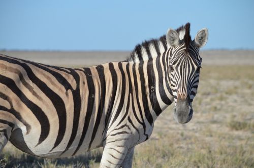 Zebra, Galva, Dryžuotas, Juoda Balta, Gyvūnas, Afrika, Etosha, Nacionalinis Parkas, Safari, Namibija, Kailis, Veidas, Uždaryti, Pėsčiųjų Perėja, Juostelės