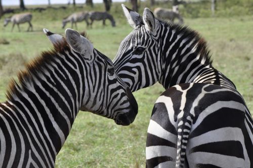 Zebra, Safari, Juostelės