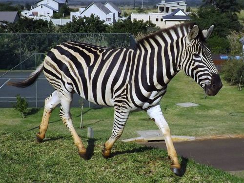 Zebra, Pietų Afrika, Laukinė Gamta