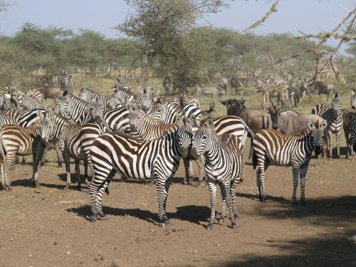 Zebra, Kenya, Masai Mara Nacionalinis Parkas, Grobis, Gyvūnas, Gamta, Gyvūnai