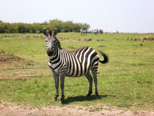 Zebra, Afrika, Kenya, Safari, Gamta, Laukinė Gamta