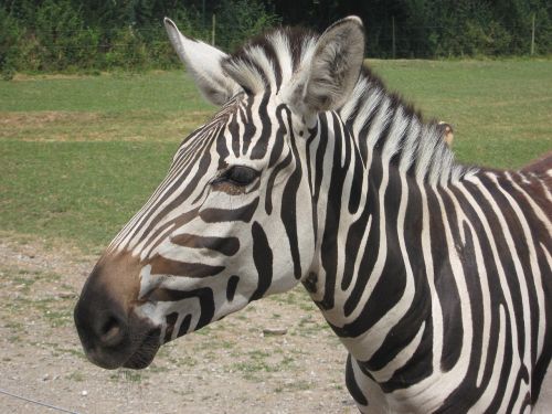 Zebra, Zoologijos Sodas, Gyvūnas, Juoda Ir Balta, Žinduolis, Afrika, Laukinis Gyvūnas