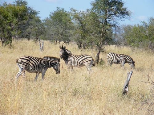 Zebra, Krugar, Afrika, Gyvūnas, Turizmas, Laukinė Gamta, Kelionė